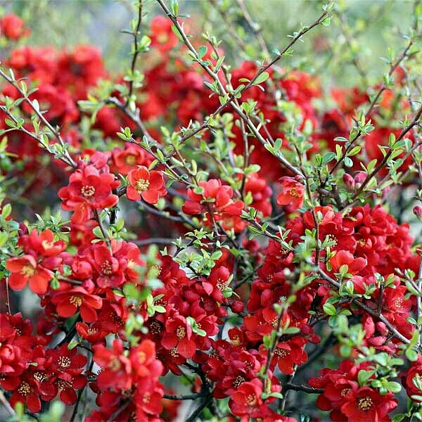 Plant image Chaenomeles japonica 'Sargentii'