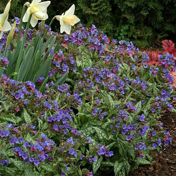 Plant image Pulmonaria 'Trevi Fountain'