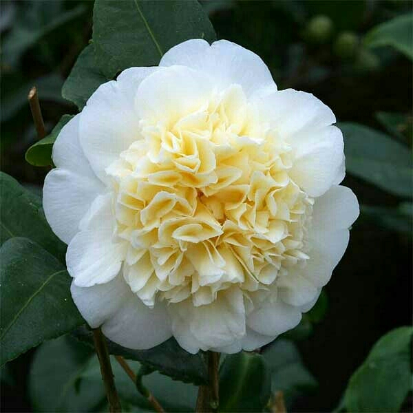 Plant image Camellia japonica 'Brushfield's Yellow'