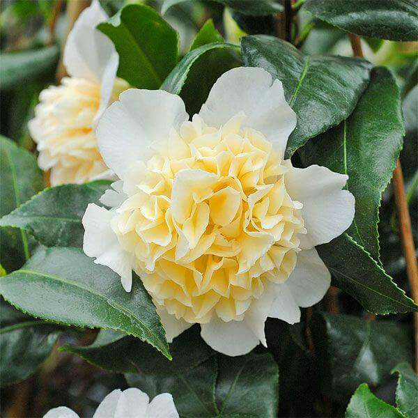 Plant image Camellia japonica 'Brushfield's Yellow'