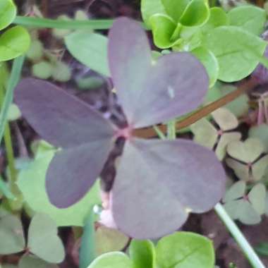 Oxalis