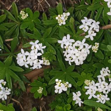 Sweet Woodruff