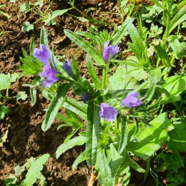 Peachleaf Bellflower