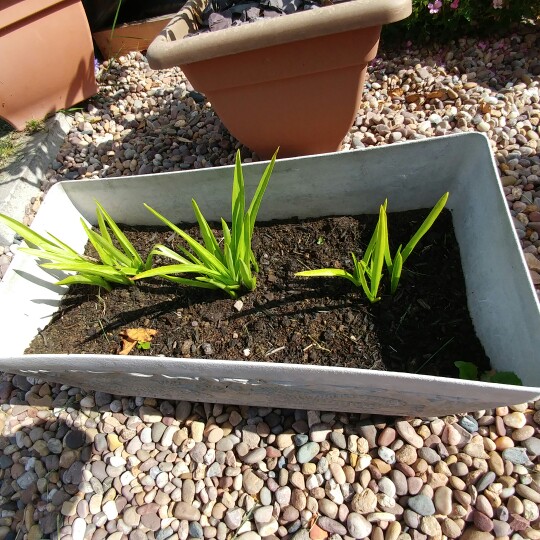 Plant image Polianthes tuberosa 'The Pearl'