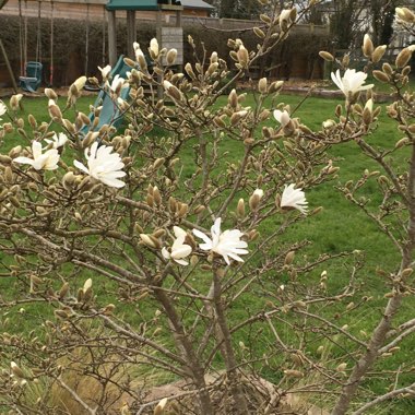 Magnolia stellata