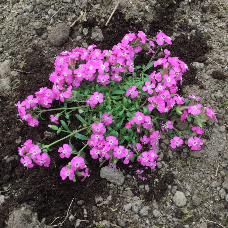 Plant image Saponaria ocymoides syn. Silene ocymoides