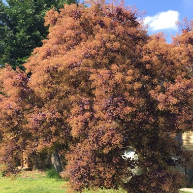 Cotinus