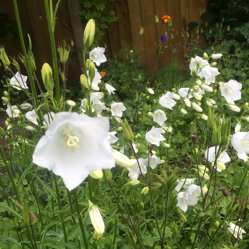 Plant image Campanula persicifolia f. alba