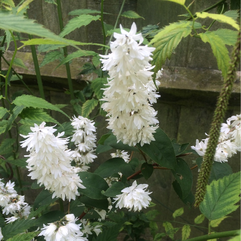 Plant image Physostegia virginiana 'Summer Snow'