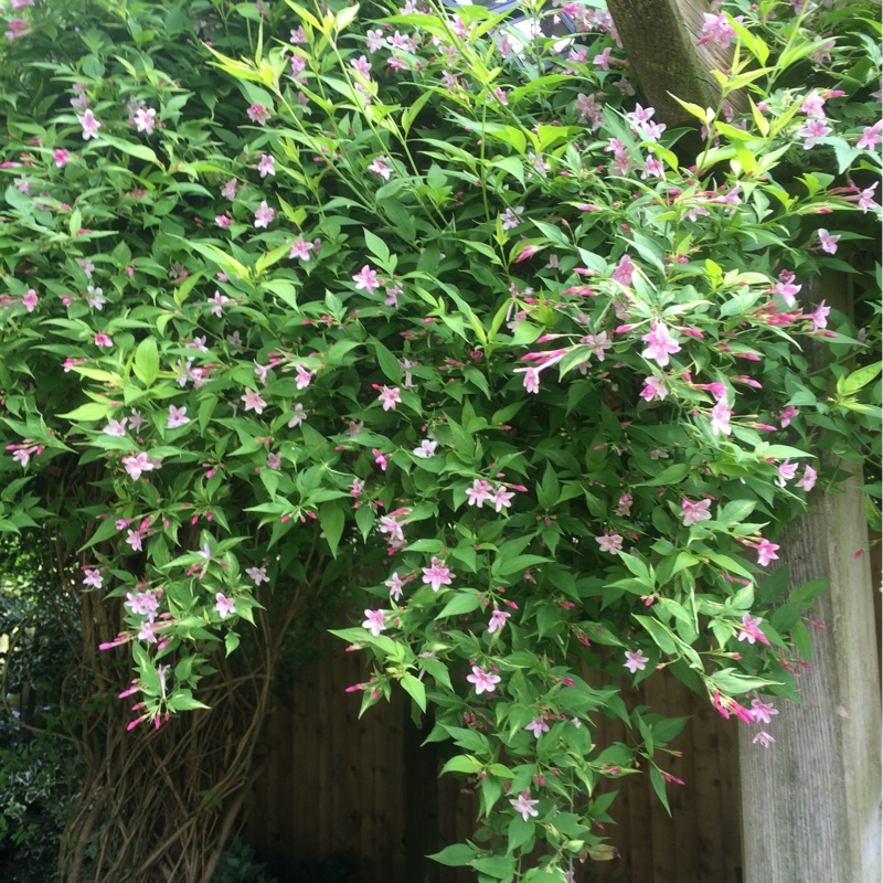 Plant image Jasminum x stephanense