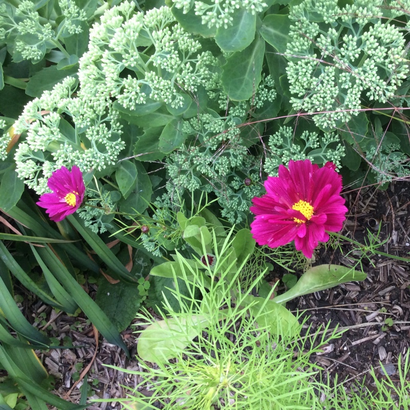 Plant image Cosmos Bipinnatus 'Casanova Red'