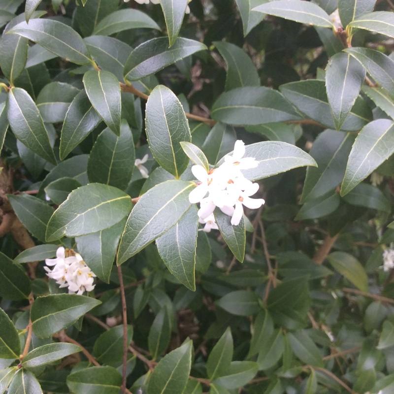 Plant image Osmanthus Delavayi