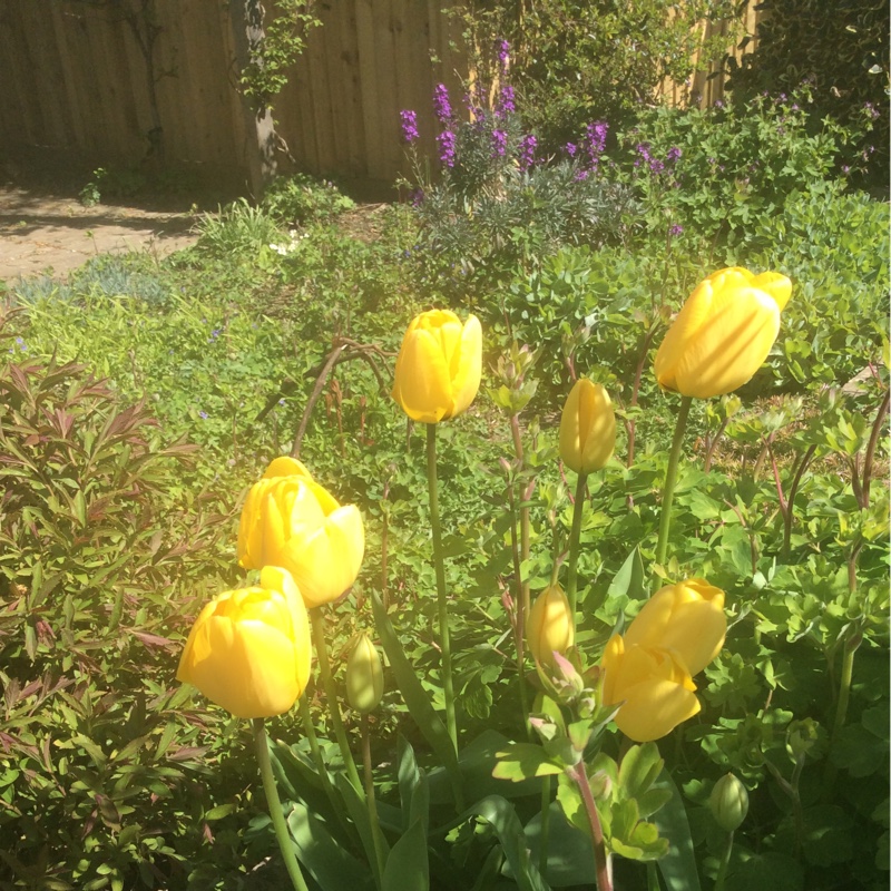 Plant image Tulipa 'Golden Parade'