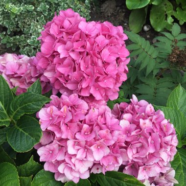 Hydrangea