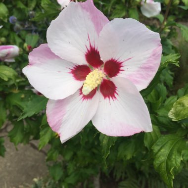 Hibiscus 'Cherry Cheesecake'