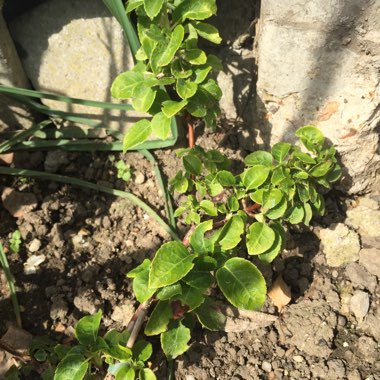 Climbing Hydrangea