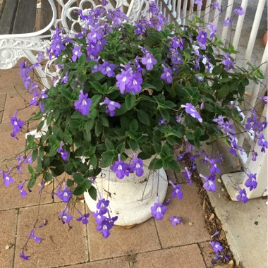 Streptocarpus caulescens