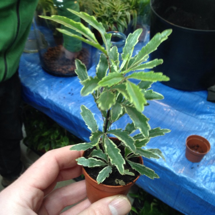 Plant image Schefflera elegantissima 'Gold Crest' Syn. Dizygotheca elegantissima