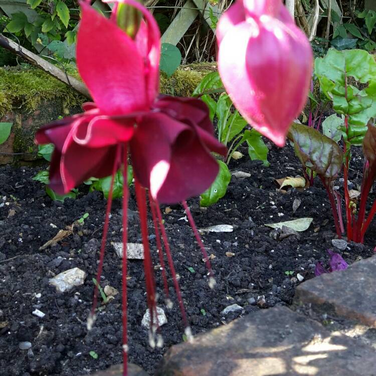 Plant image Fuchsia 'Blacky'