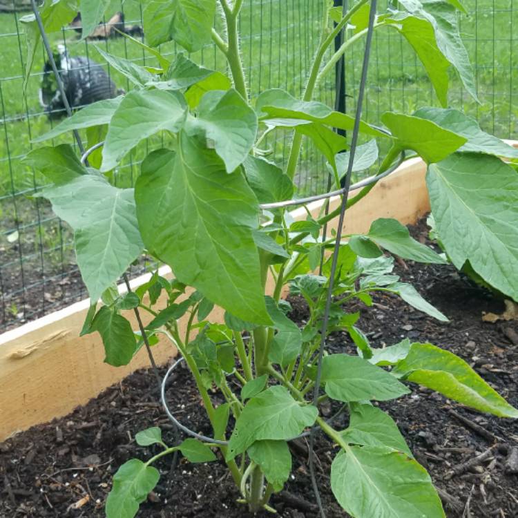 Plant image Solanum lycopersicum 'Red Brandywine'