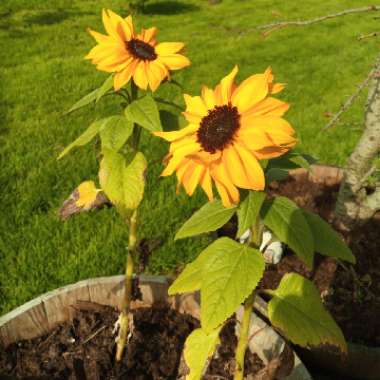 Sunflower 'Little Dorrit'