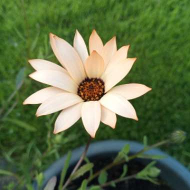 African Daisy