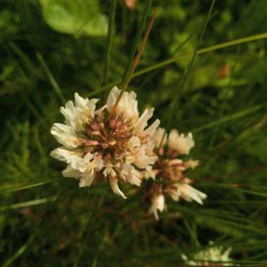 White Clover