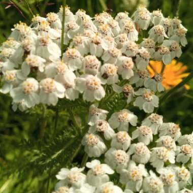 Yarrow