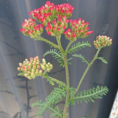 Yarrow 'The Beacon'