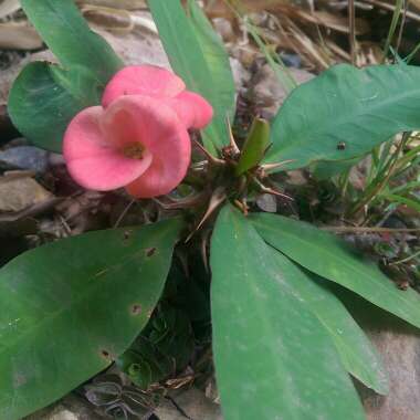 Crown Of Thorns