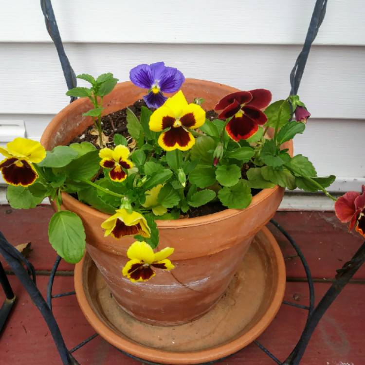 Plant image Viola x wittrockiana 'Yellow Blotch'