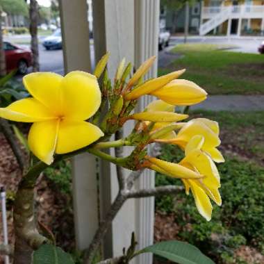 Frangipani