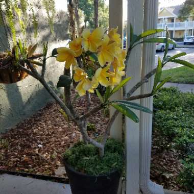 Frangipani