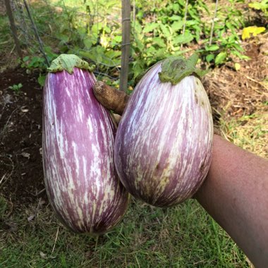 Solanum melongena 'Pinstripe'