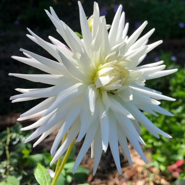 Border Dahlia