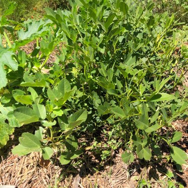 Perennial Peanut