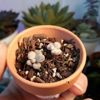 Pachyphytum