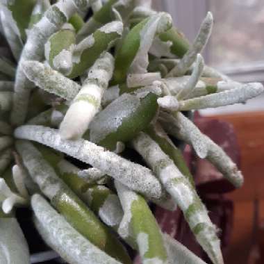 Senecio Scaposus