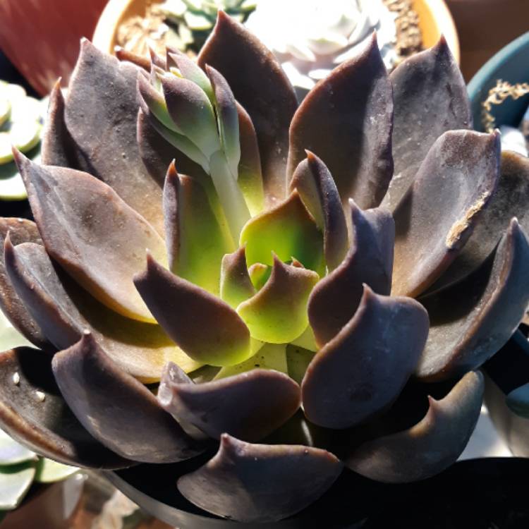 Plant image Echeveria Dark Moon