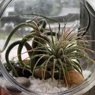 Airplant (Species) Tillandsia pseudobaileyi