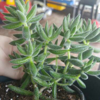 Crassula mesembryanthemoides subsp. mesembryanthemoides