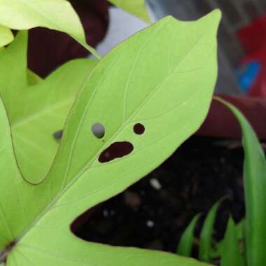 Ipomoea Batatas