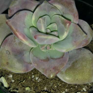 Graptopetalum Superbum