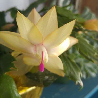 Schlumbergera truncata Malissa