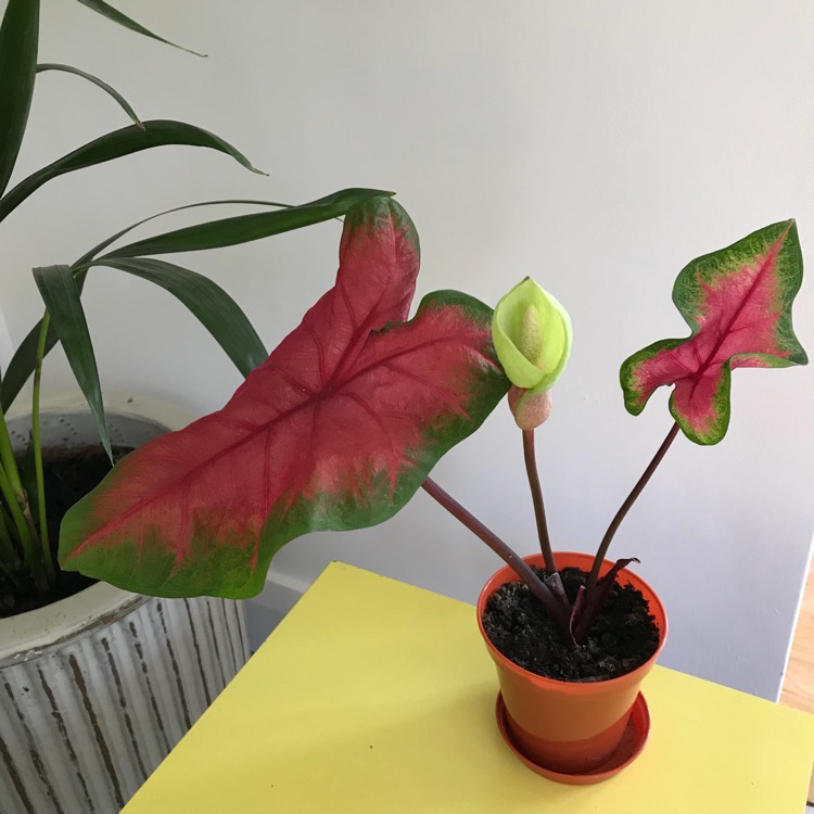 Plant image Caladium 'Frieda Hemple'