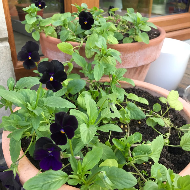 Plant image Viola Cornuta 'Black Jack'