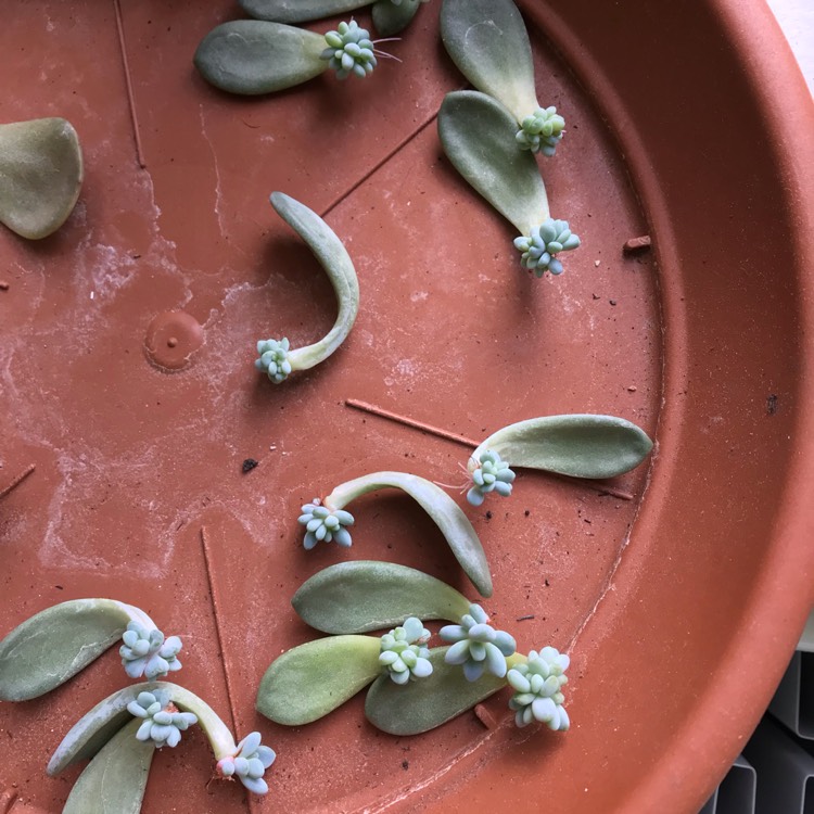 Plant image Pachyphytum