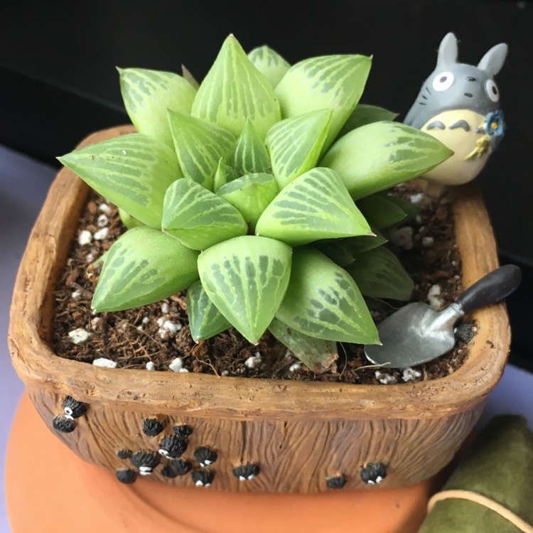 Plant image Haworthia Turgida