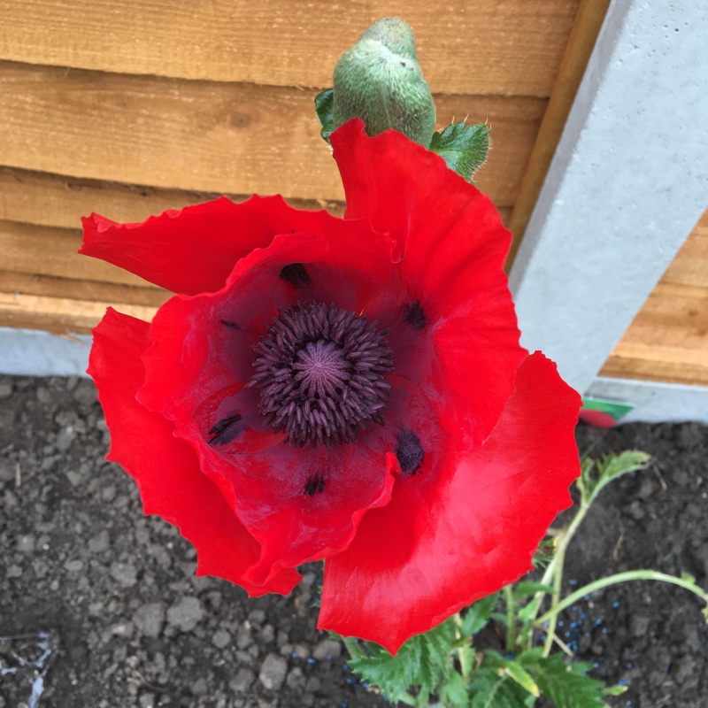 Oriental Poppy 'Allegro'