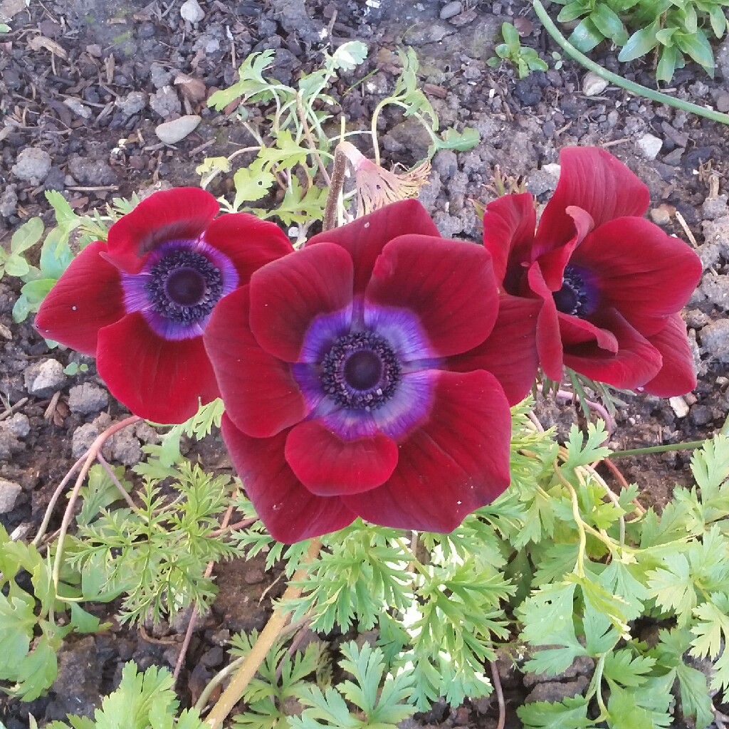 Anemone (De Caen Group) 'Bordeaux'